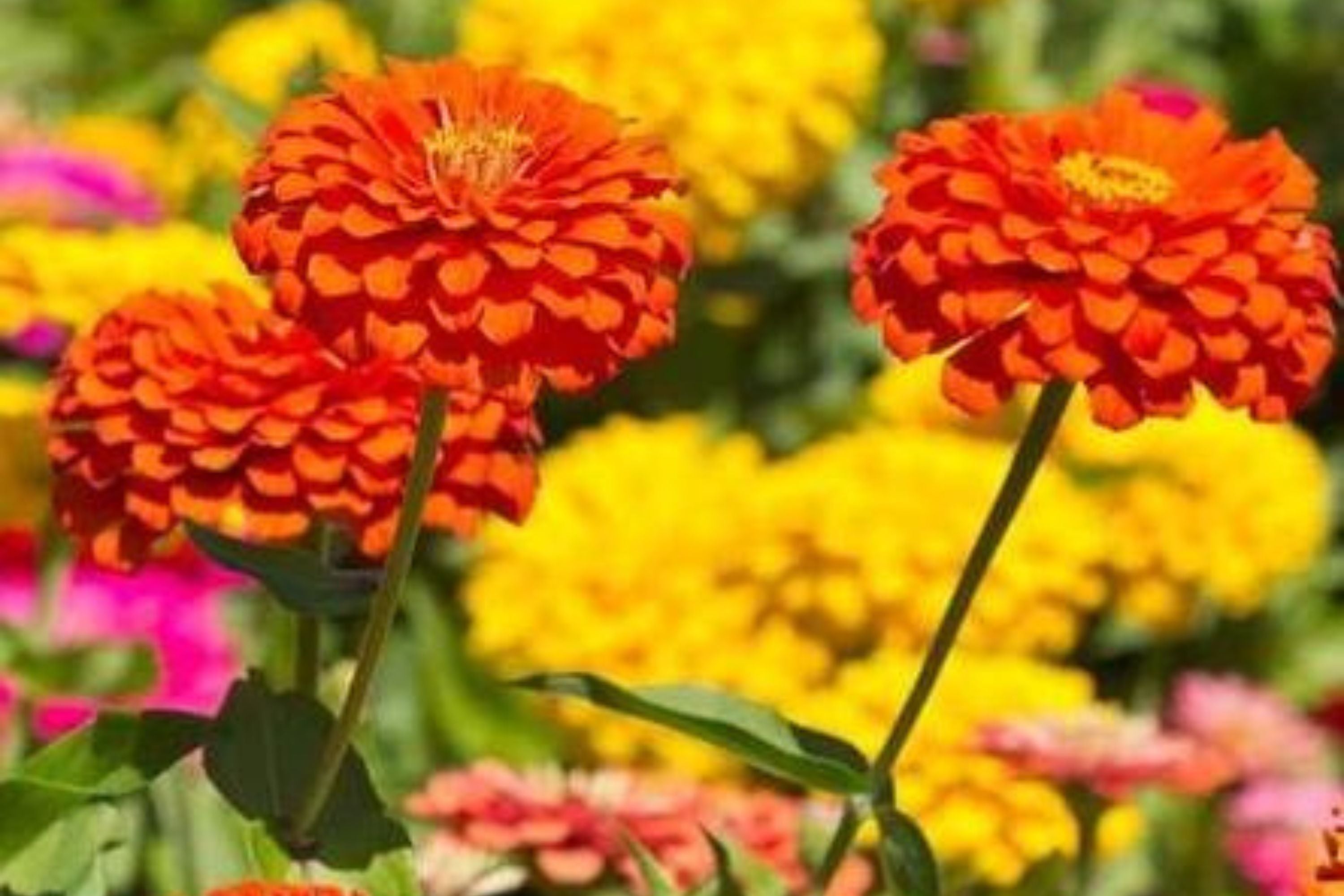 Unicorn Mix Zinnia Seeds - 100+ Magical Color Blooms - USA Grown -  - Butterfly Garden - Cut Flowers - Easy to Grow