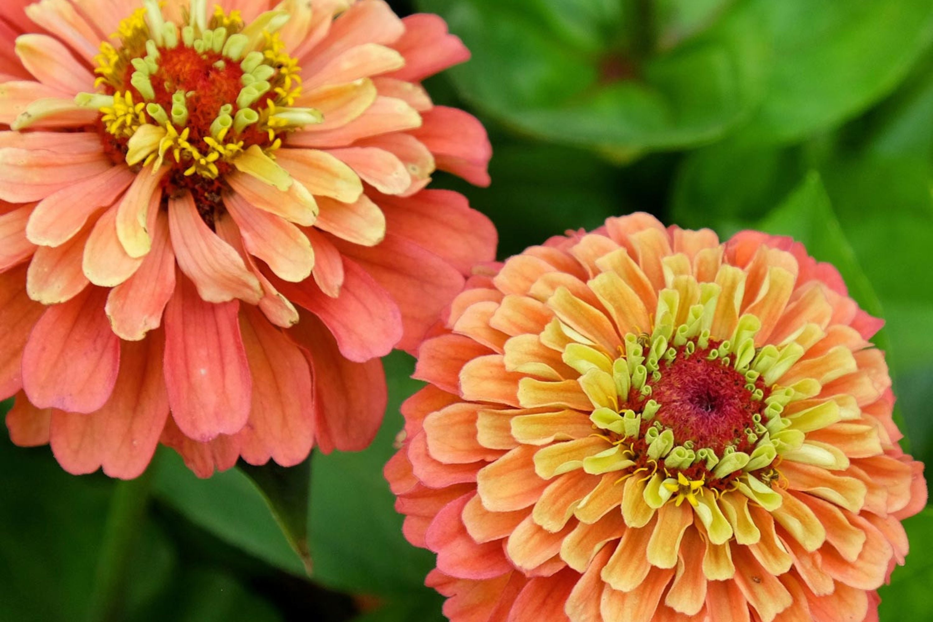 Queen Lime Orange Zinnia Seeds – 100 Heirloom Flower Seeds, USA Grown, , Pollinator Magnet, Cut Flower Garden