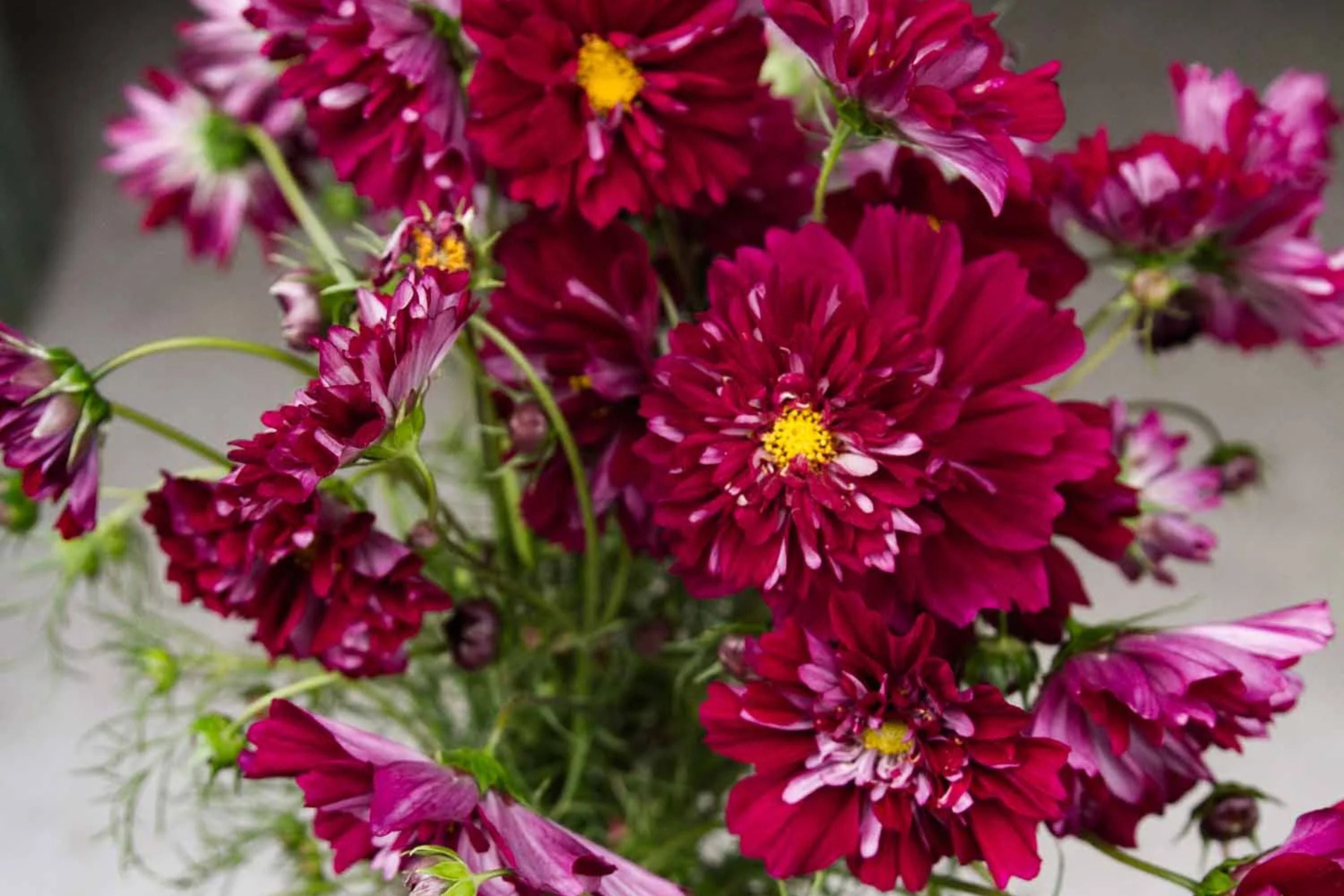 Double Click Cranberries Cosmos Seeds - 200+ Heirloom Flower Seeds, USA Grown, , Pollinator-Friendly Cut Flowers