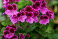 Martha Washington Geranium Seeds – 25 Pelargonium Seeds, USA Grown, , Vibrant Blooms, Container & Garden Flowers