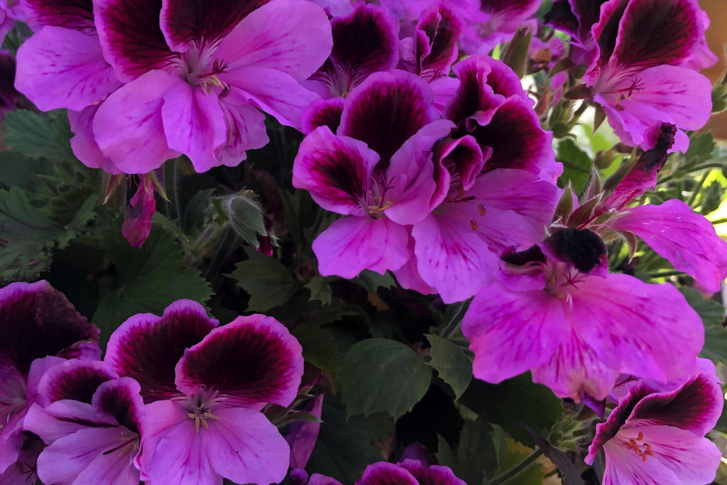 Martha Washington Geranium Seeds – 25 Pelargonium Seeds, USA Grown, , Vibrant Blooms, Container & Garden Flowers