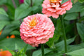 Oklahoma Salmon Zinnia Seeds – 100+ Heirloom Flower Seeds, USA Grown, , Pollinator-Friendly, Cut Flowers