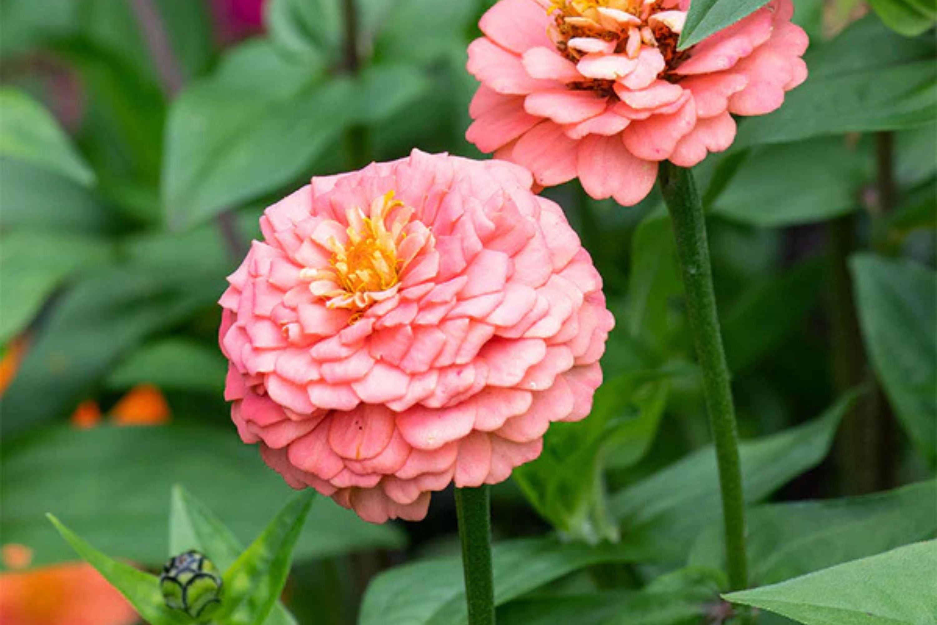 Oklahoma Salmon Zinnia Seeds – 100+ Heirloom Flower Seeds, USA Grown, , Pollinator-Friendly, Cut Flowers