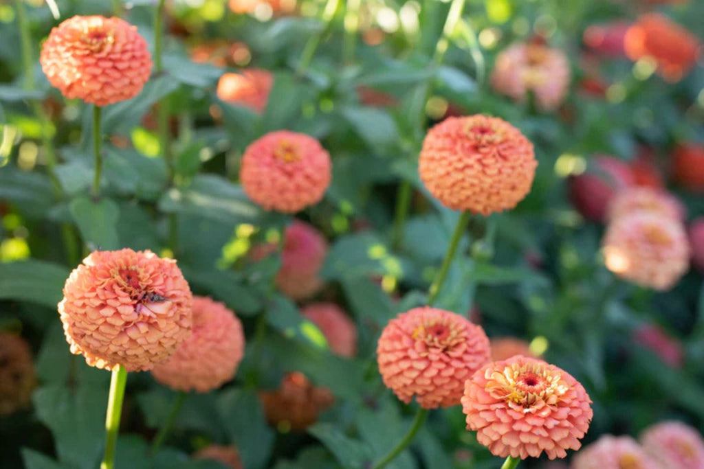 Oklahoma Salmon Zinnia Seeds – 100+ Heirloom Flower Seeds, USA Grown, , Pollinator-Friendly, Cut Flowers