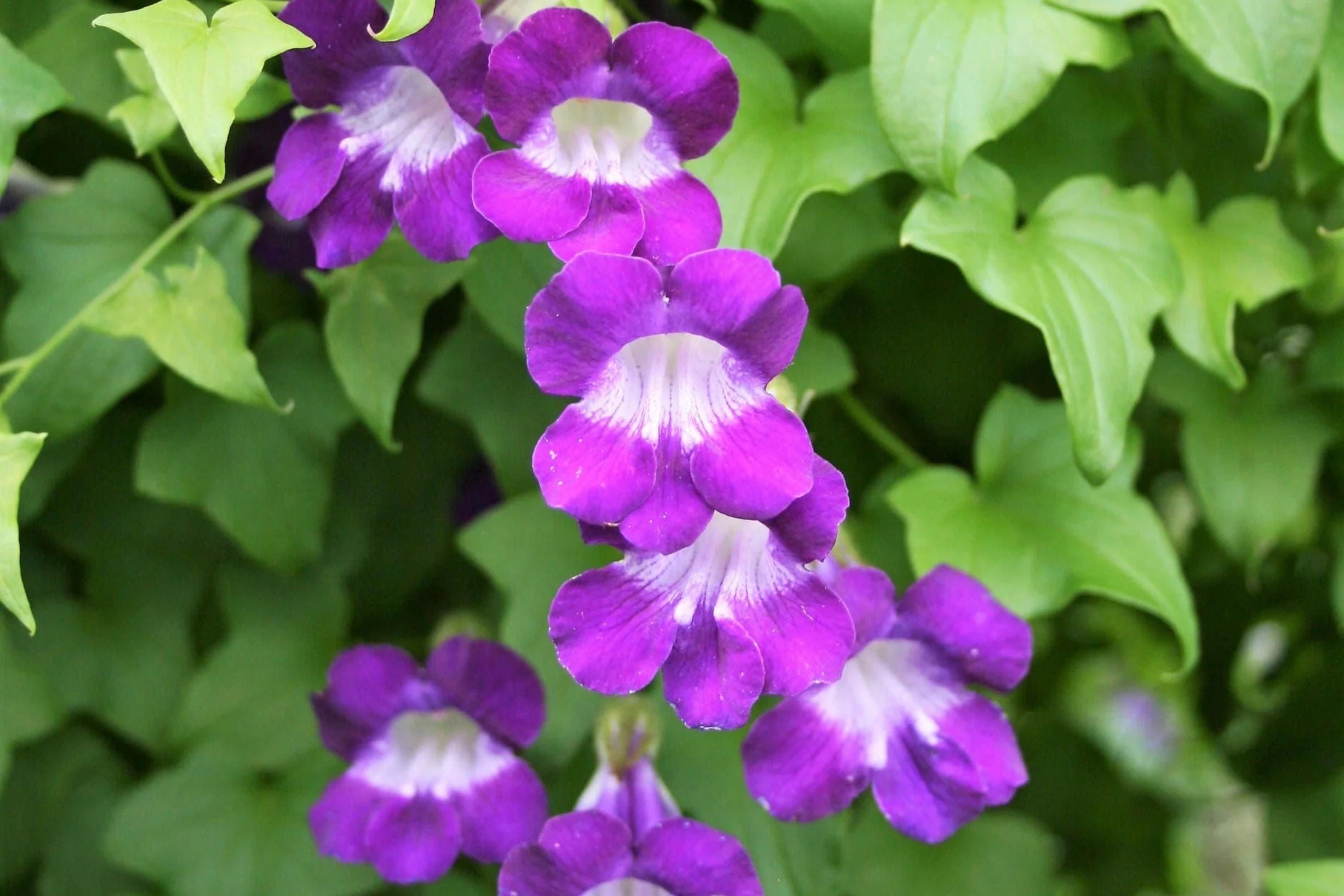 1000+ Climbing Mix Snapdragon Seeds – Vibrant Flower Garden, USA Grown, Colorful Dragon Blooms –