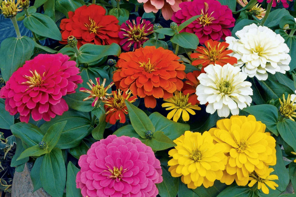 Magellan Mix Zinnia Seeds, 100 Dwarf Flower Seeds, Colorful Blooms, Compact Plants, Full Sun, Container & Border Gardening