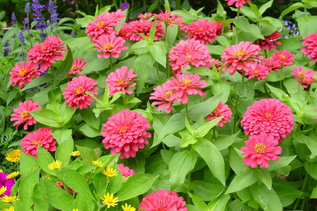 Magellan Mix Zinnia Seeds, 100 Dwarf Flower Seeds, Colorful Blooms, Compact Plants, Full Sun, Container & Border Gardening
