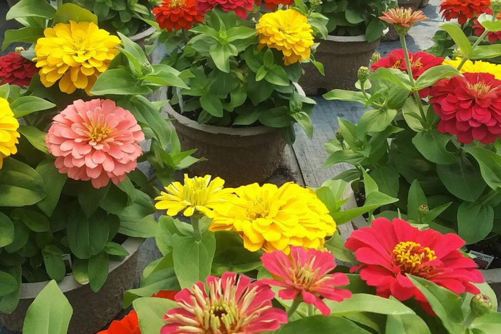 Magellan Mix Zinnia Seeds, 100 Dwarf Flower Seeds, Colorful Blooms, Compact Plants, Full Sun, Container & Border Gardening