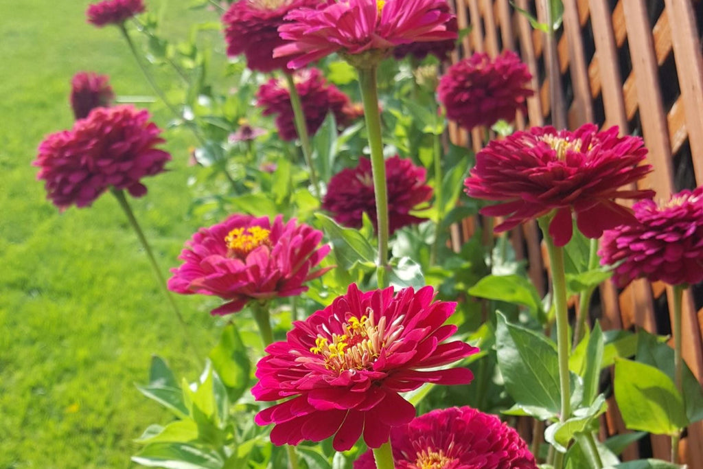 Benary Giant Wine Zinnia Seeds, 100+ Flower Seeds, Deep Burgundy Blooms, Cut Flower Garden, Pollinator-Friendly, Full Sun