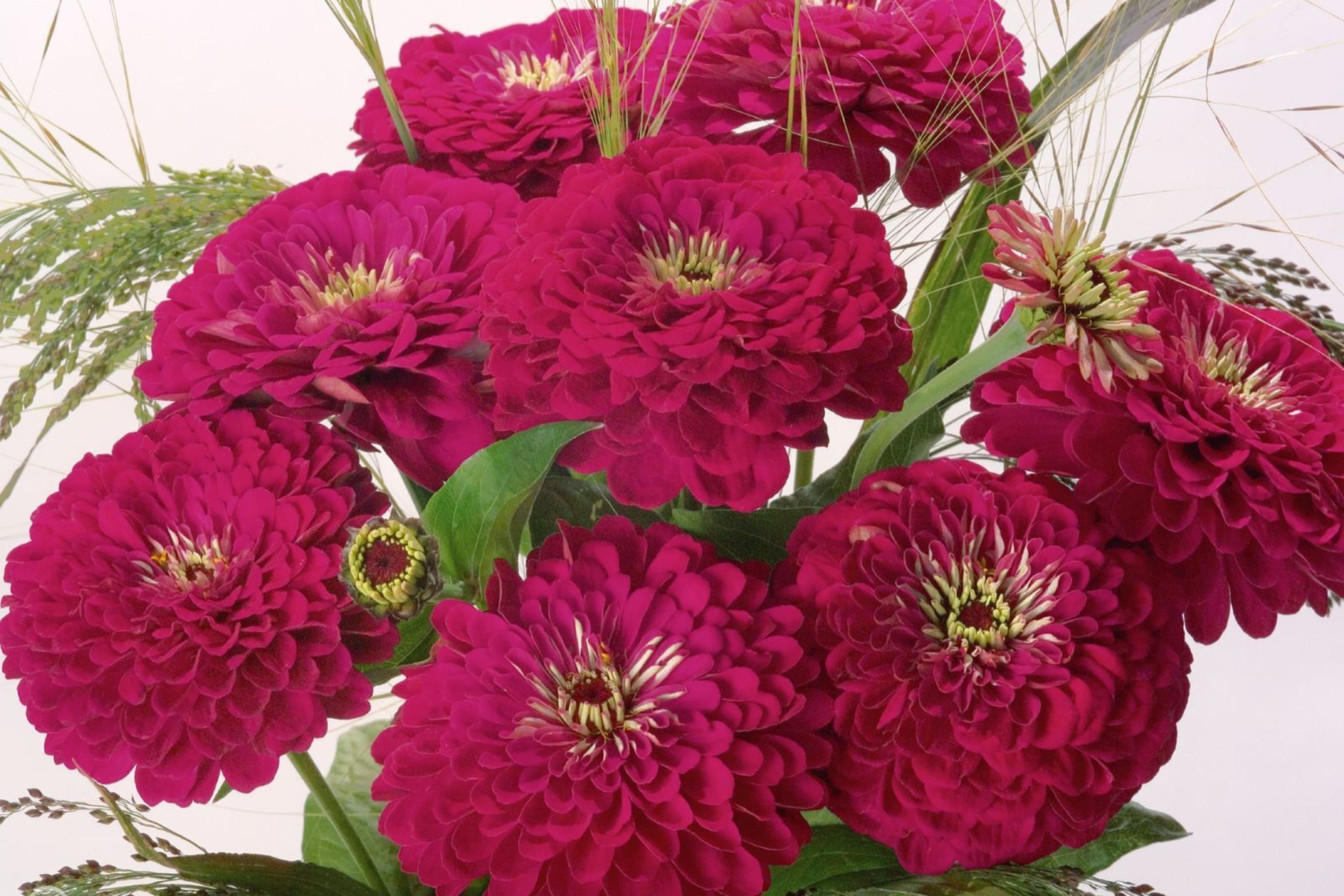 Benary Giant Wine Zinnia Seeds, 100+ Flower Seeds, Deep Burgundy Blooms, Cut Flower Garden, Pollinator-Friendly, Full Sun