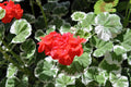 Wilhelm Langguth Geranium 25 Seeds, Zonal Flower Seeds, Vibrant Red Blooms, Full Sun, Container & Garden Planting