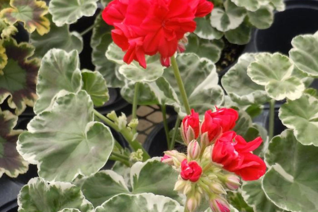 Wilhelm Langguth Geranium 25 Seeds, Zonal Flower Seeds, Vibrant Red Blooms, Full Sun, Container & Garden Planting