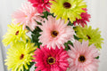 White & Pink Gerbera Daisy Seeds, 200+ Flower Seeds, Large Blooms, Pollinator-Friendly, Full Sun, Cut Flower Garden