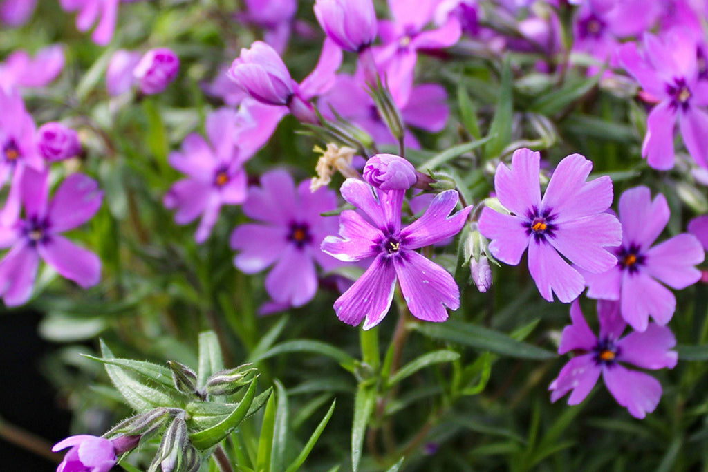 Purple Beauty Moss Phlox Seeds, 100 Non-GMO Flower Seeds, Ground Cover Perennial, Full Sun, USDA Zones 3-9, Attracts Pollinators
