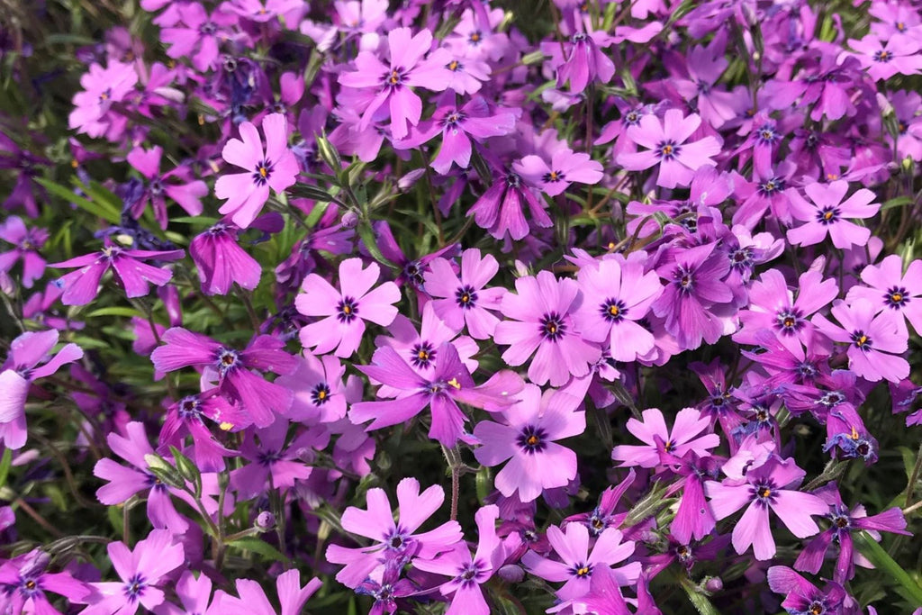 Purple Beauty Moss Phlox Seeds, 100 Non-GMO Flower Seeds, Ground Cover Perennial, Full Sun, USDA Zones 3-9, Attracts Pollinators