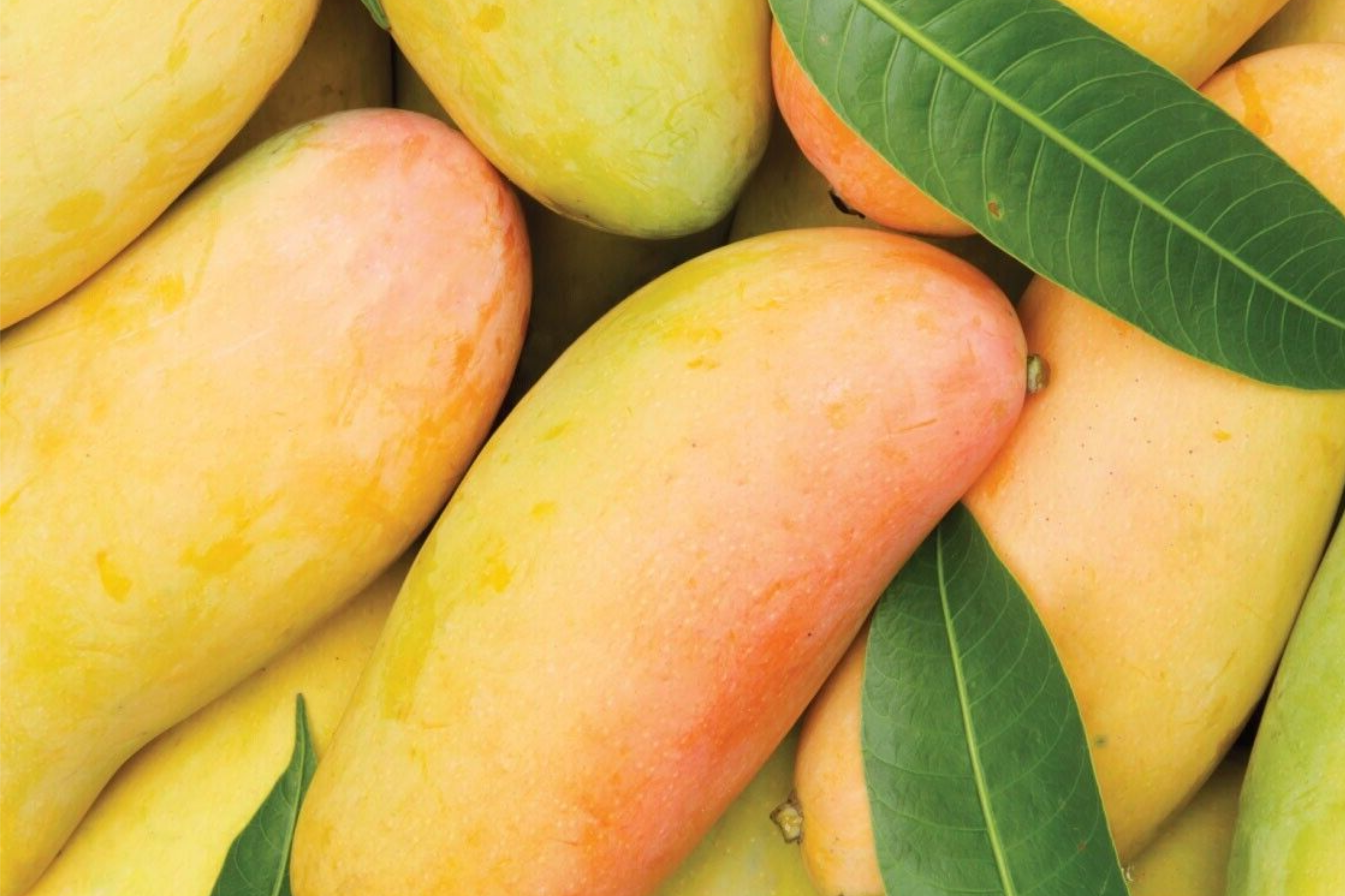 Grafted Mango Mahachanok Starter Plant Seedling - 3'-4' Tall Live Fruit Tree - Sweet, Tangy, Fiber-Free Mango for Garden or Patio