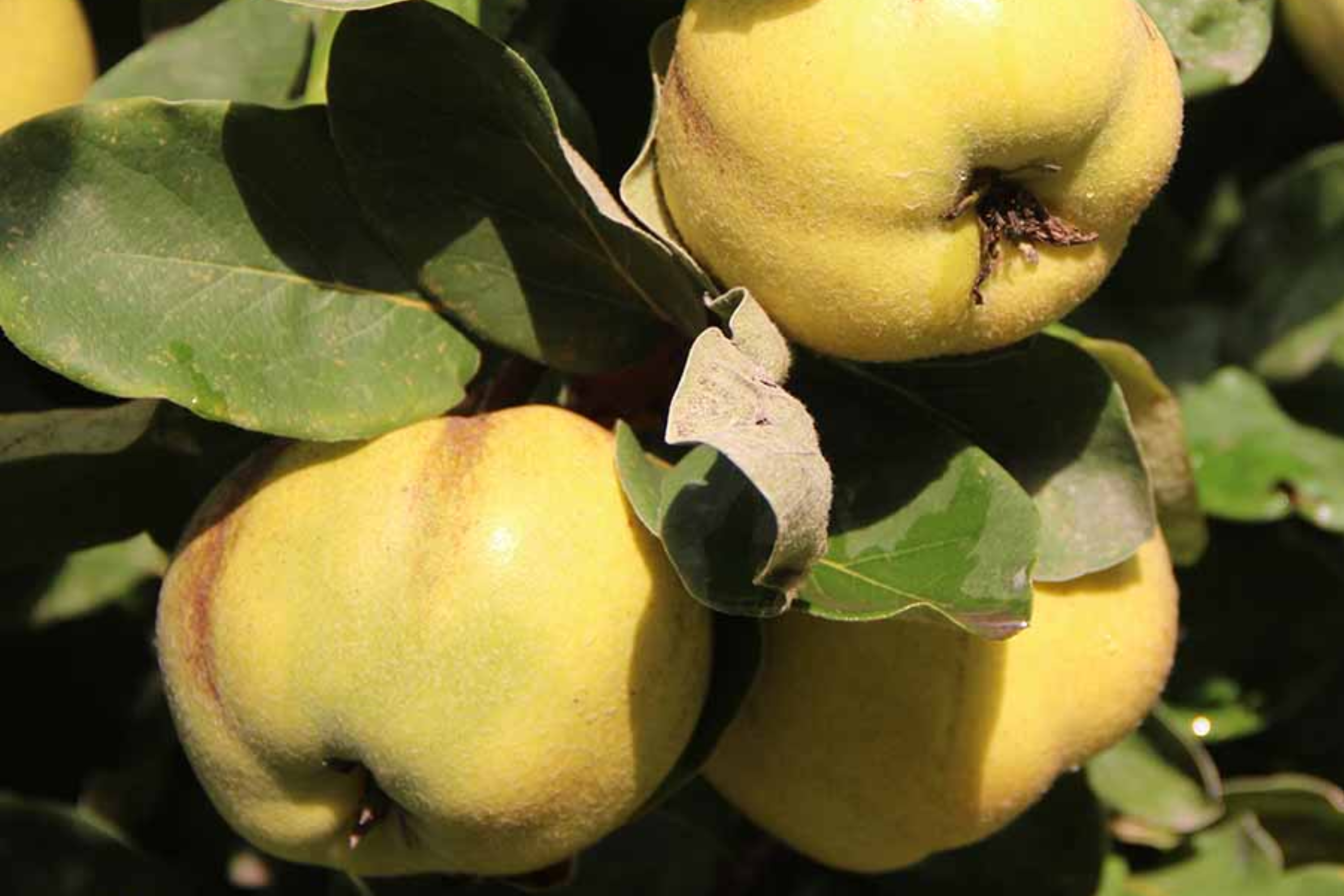 Quince Aromatic 'Aromatnaya' | 4 Hardwood Cuttings | Pineapple-Like Flavor | Self-Fertile | Disease-Resistant | Perfect for Cooking