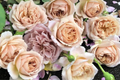 Super Rare Tantau Highgarden Rose | 3 Unrooted Cuttings | Root or Graft | Fragrant Heirloom Rose | Live Plant for Garden