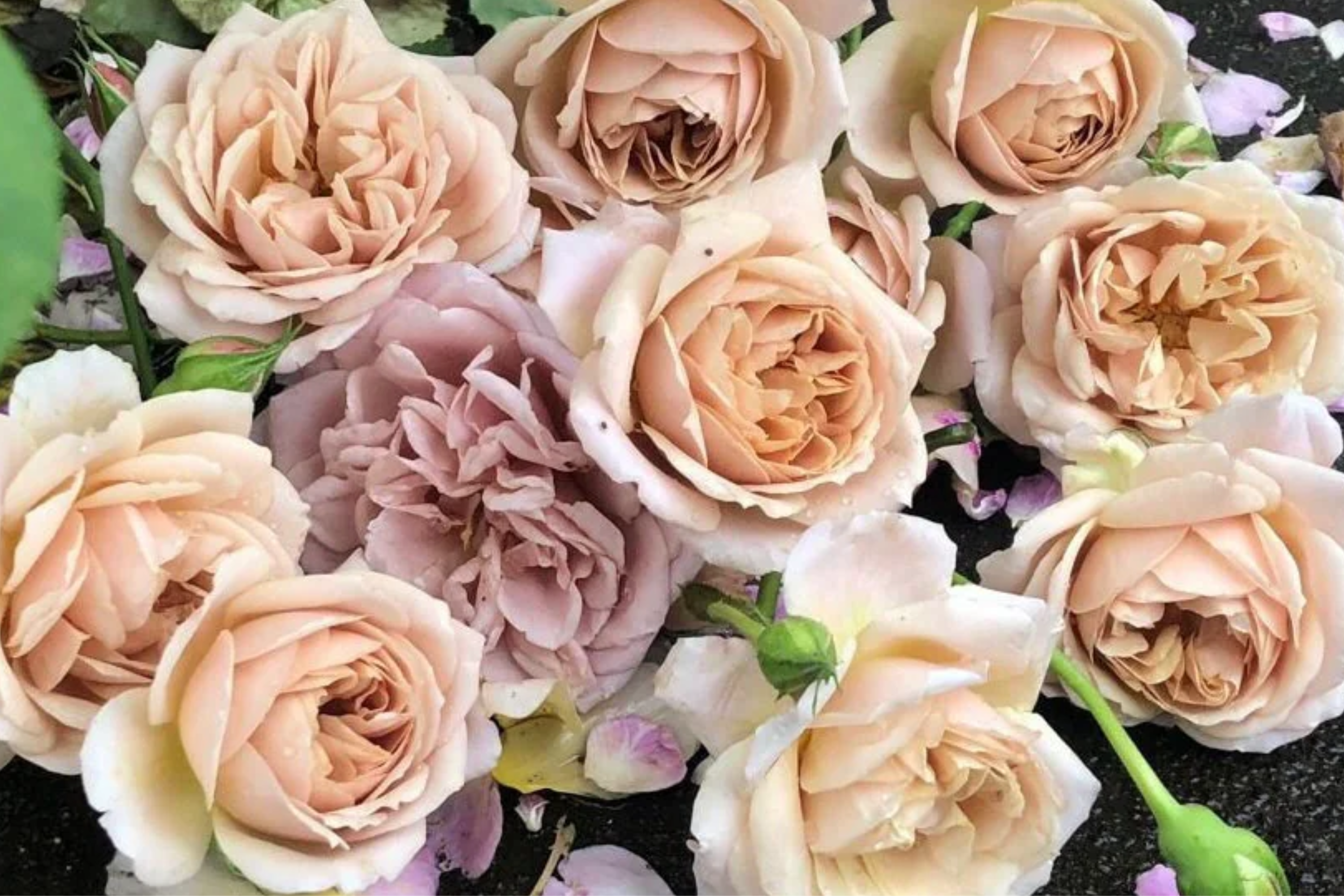 Super Rare Tantau Highgarden Rose | 3 Unrooted Cuttings | Root or Graft | Fragrant Heirloom Rose | Live Plant for Garden