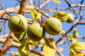10 Bael Fruit Tree (Aegle marmelos) Seeds - Bengal Quince, Sacred Stone Apple, Rare!
