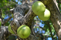 Totumo Crescentia Cujete (Calabash Tree) Tropical Live Tree 8"-12" - Grow Your Own Gourd Tree for Art, Crafts & Shade!