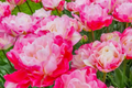 Double Peony Tulip Mix - 6 Pink Angelique & Blue Diamond Bulbs, Peony-Like Blooms, Perfect for Beds and Containers, USDA Zones 3-8