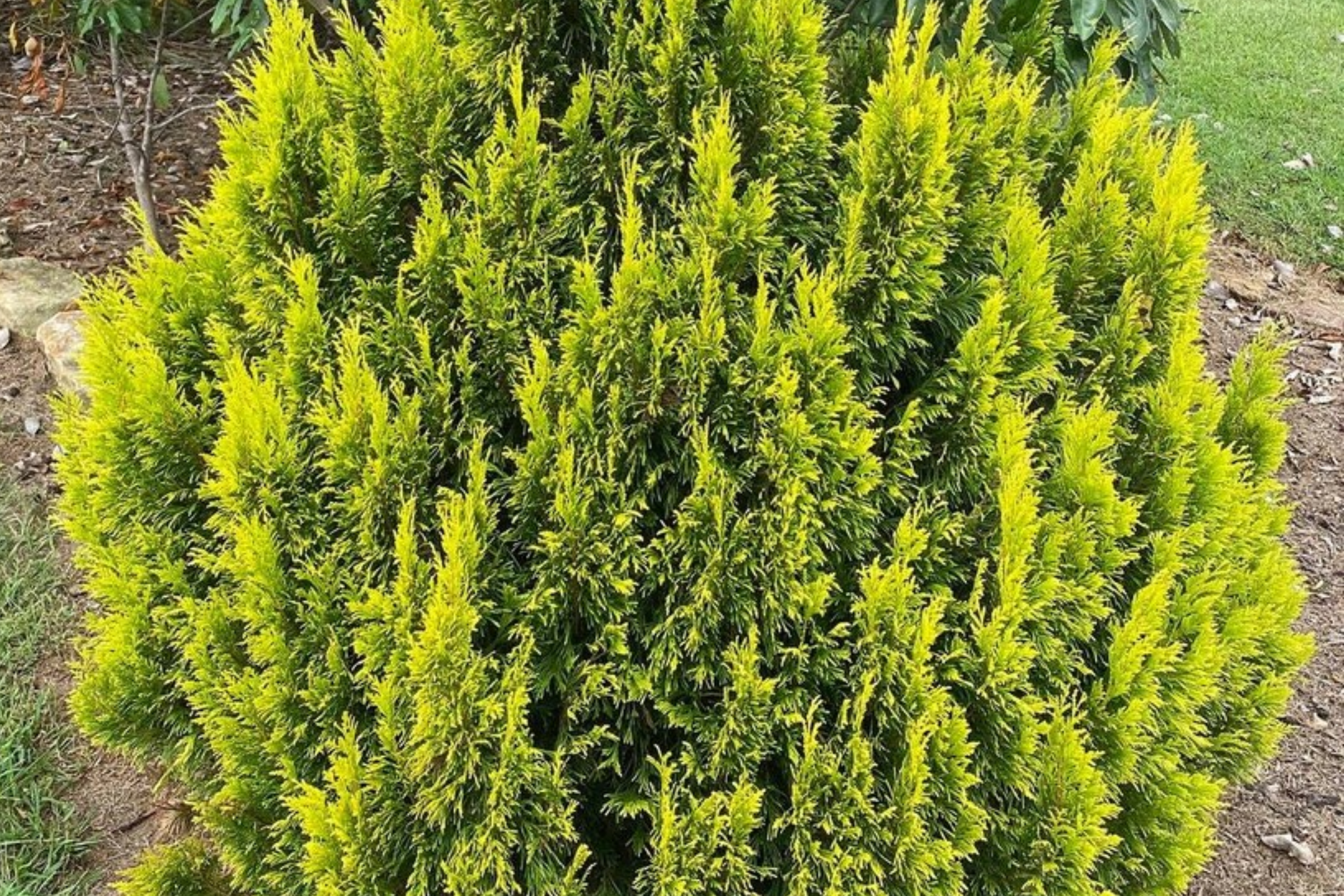 Golden Thuja Arborvitae Tree | 8-14" Live Evergreen Shrub Seedling in Quart Pot | Privacy Hedge for Zones 4-7