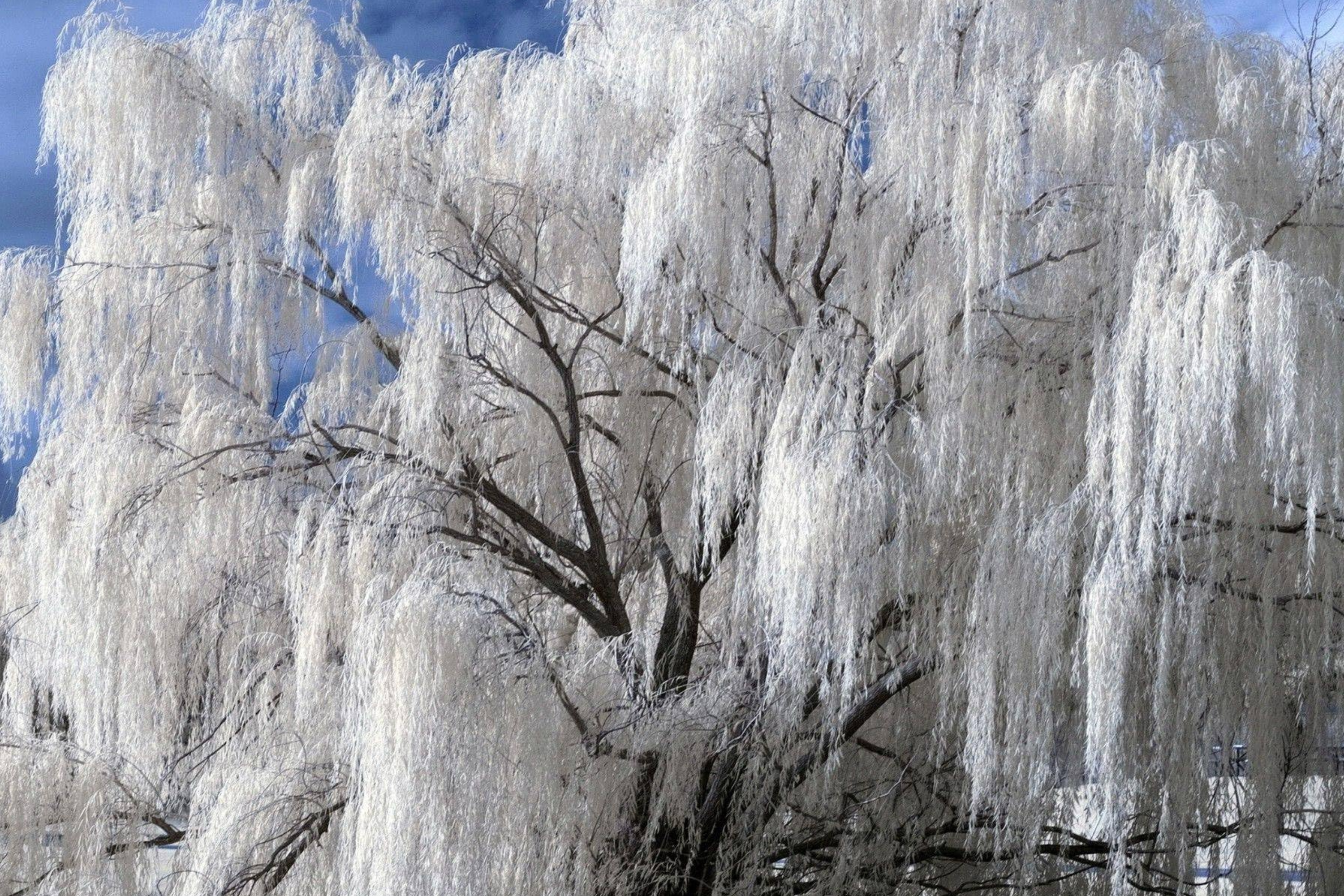 White Willow Tree Cutting | Silver Leaves Shimmer in Sunlight | Fast-Growing, Hardy Zones 3-10