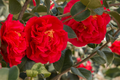 Fashionata Variegated Camellia Japonica Starter Plant | Unique Bloom | Live Well-Rooted Plant in Pot | Evergreen Shrub | USDA Zones 7-10