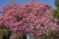 Pink Trumpet Tree Live Tabebuia Heterophylla 8"-12" | Vibrant Flowering Ornamental Tree | Tropical Shade Tree Starter | Fast Growing