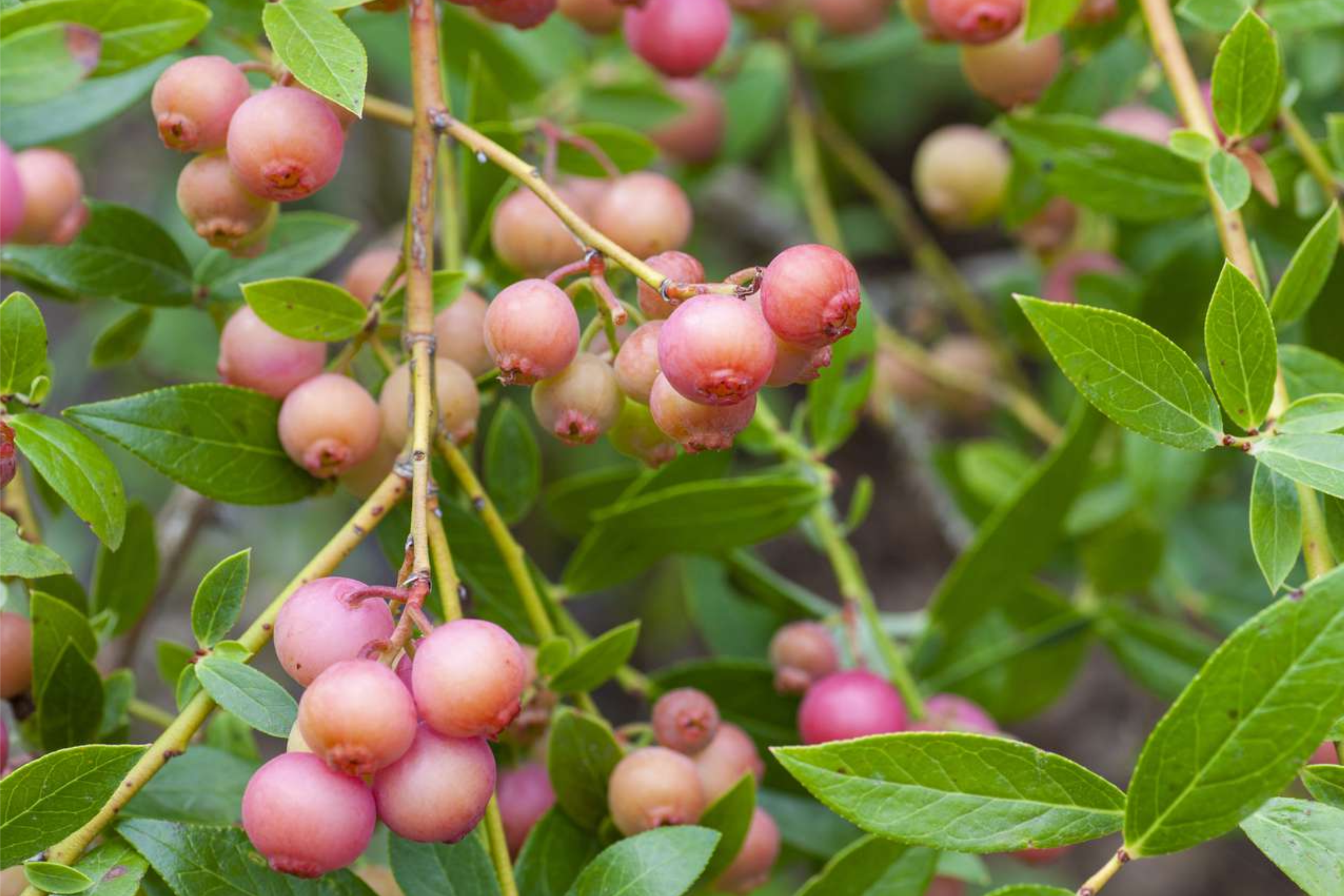 Pink Lemonade Blueberry Bush Seedling | Vibrant Pink Fruit | Easy to Grow | Fruit-Bearing Starter Plant for Gardens & Orchards