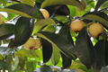 Wild Mangosteen Seedling - Sandoricum Koetjape - Live Tropical Fruit Tree 1’-2’ Tall, Cotton Fruit Starter Plant, Southeast Asian Fruit