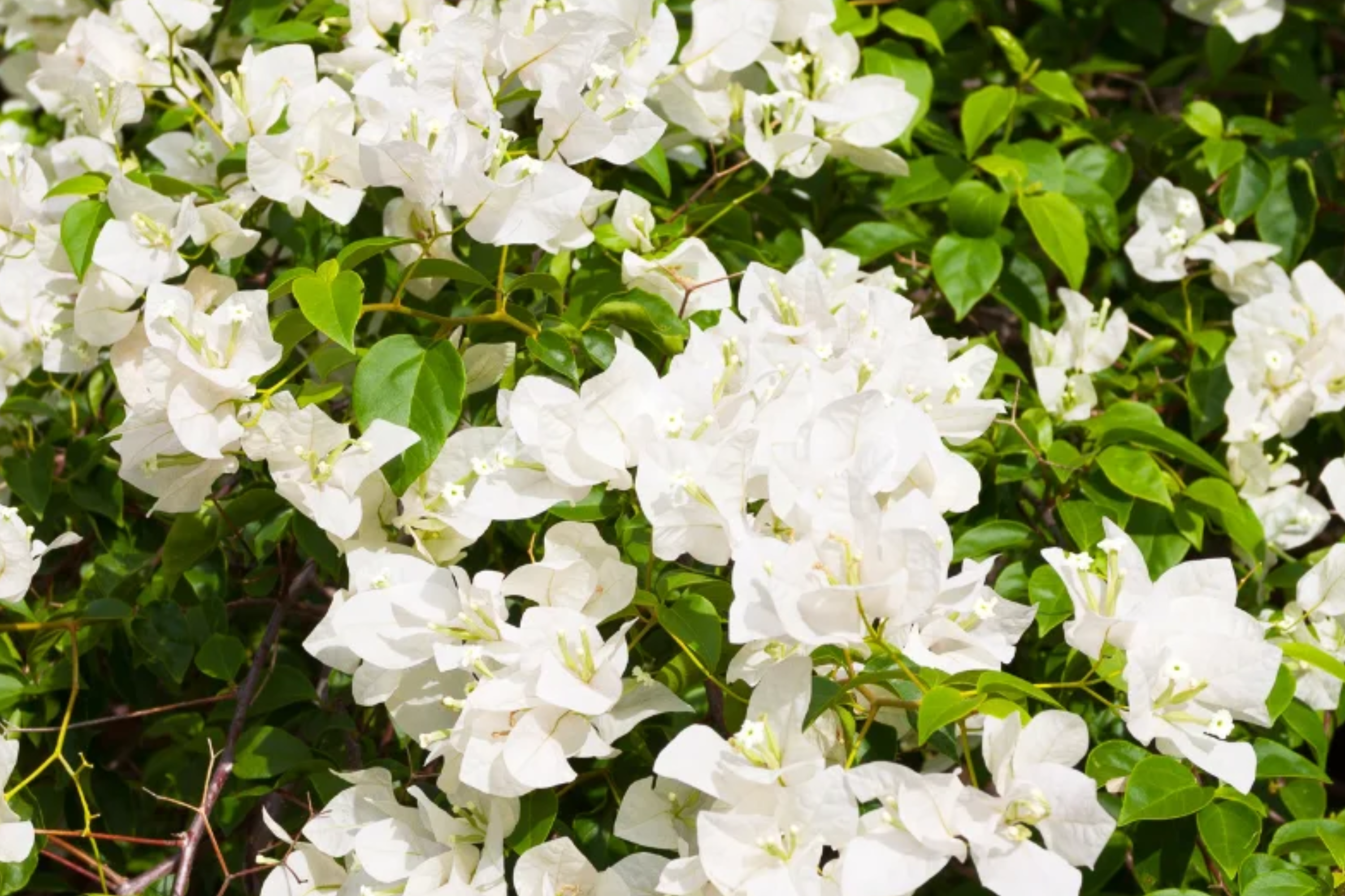 White Bougainvillea Starter Plant - Paper Flower, 5-7 Inches Tall - Tropical Beauty for Gardens, Containers & Landscaping