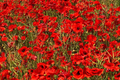 3000 Red Corn Poppy Seeds - Papaver Rhoeas, Bright Red Blooms,