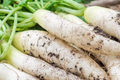 300+ Daikon Radish Seeds - Heirloom, NON-GMO, Fast-Growing, Mild Flavor, USA Seller!
