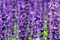 700 True Lavender Seeds - Non-GMO Lavandula angustifolia, Fragrant,