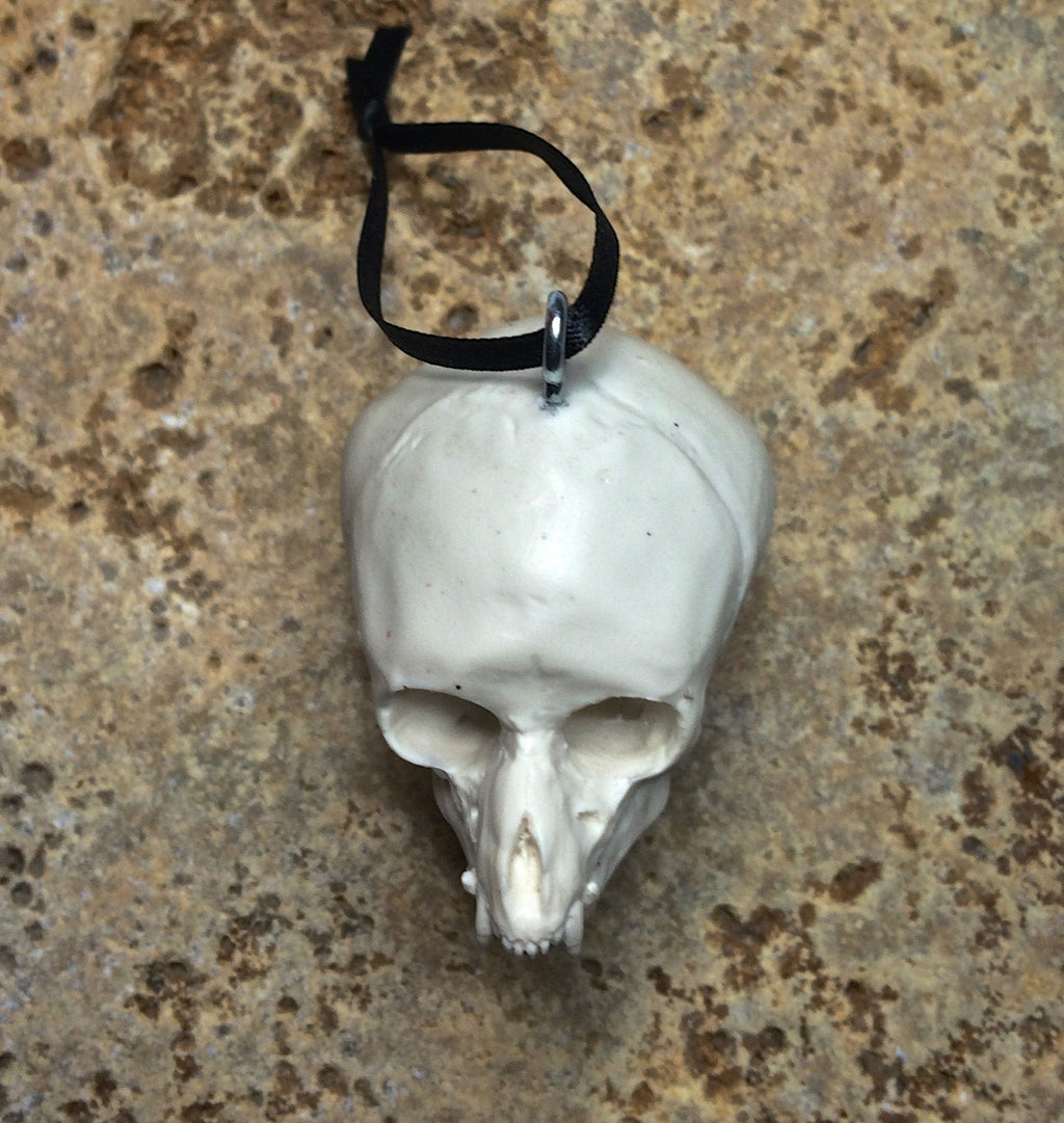 Werewolf Fetal Skull Ornament, Resin Sculpture | Gothic Fantasy Skull Figurine | Werewolf Skull Ornament for Fantasy and Gothic Decor