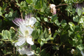 50 Caper Seeds (Capparis spinosa) - Non-GMO | Grow Your Own Caper Bush | Edible Buds & Berries | Perennial Herb |