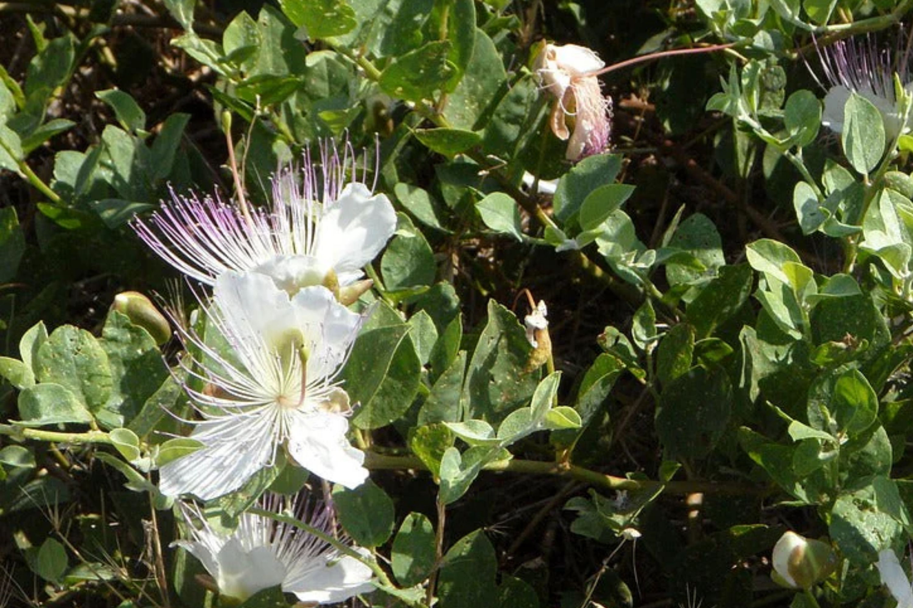 50 Caper Seeds (Capparis spinosa) - Non-GMO | Grow Your Own Caper Bush | Edible Buds & Berries | Perennial Herb |