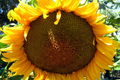 30 Giant Mongolian Sunflower Seeds - Non-GMO, Huge 18" Blooms, 14ft Tall | USA Seller,