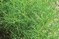 200 Saltwort Herb Seeds - Non-GMO, Traditional Japanese Culinary Herb, USA Seller,