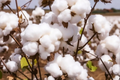 38 White Cotton Seeds - Gossypium - Non-GMO USA Seller, Best Price, Spring/Fall Bloom