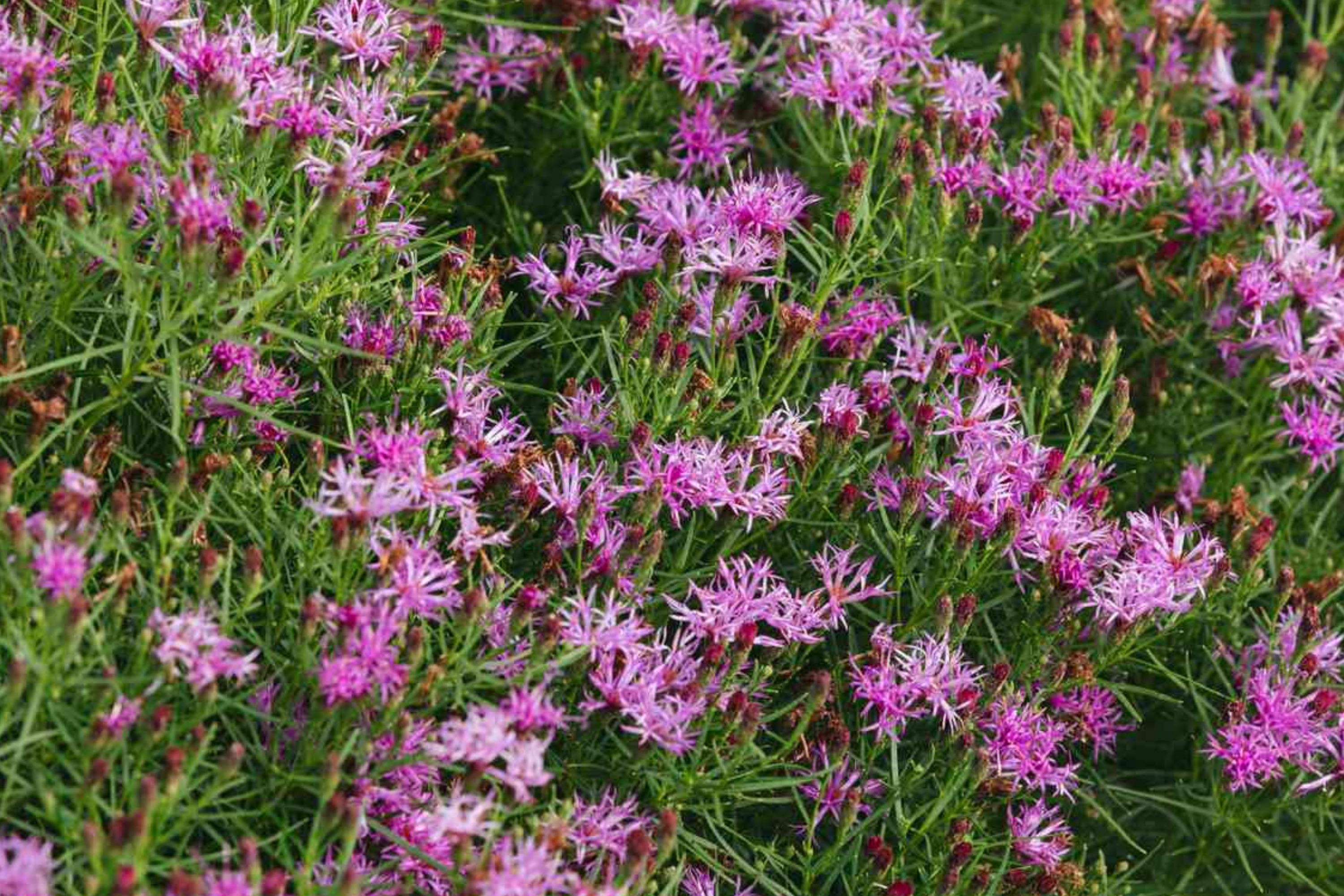 Vernonia noveboracensis | New York Ironweed | Starter Plant Plug | Live Plant