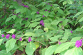 10 Organic Japanese Beautyberry Cuttings | 5-7" Edible Unrooted Plant | Vibrant Purple Berries |