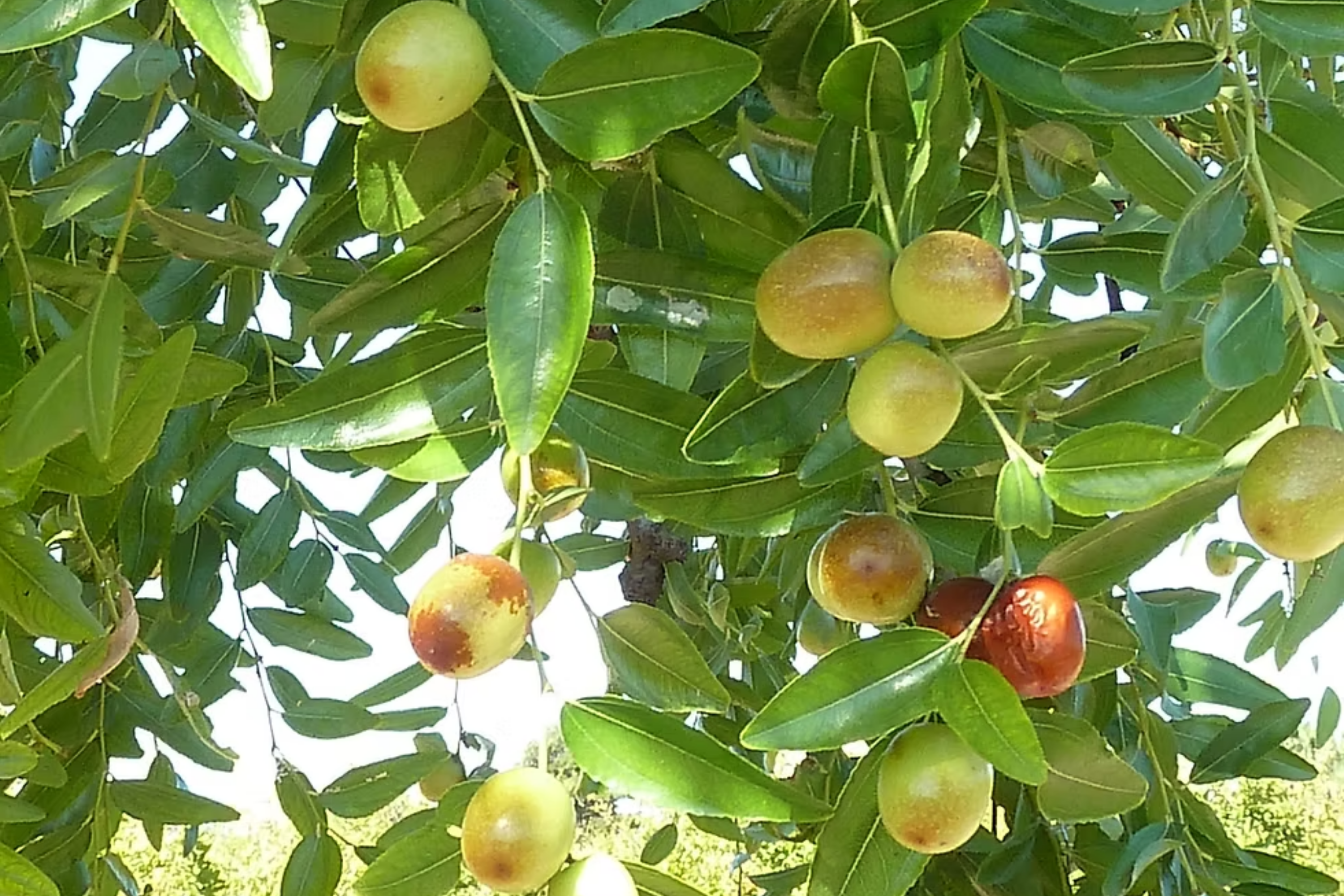 Shanxi Jujube Scion Cuttings | (2) 6-Inch Grafting Cuttings | Deciduous Fruit Tree for Zones 5+