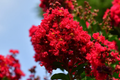 Deep Red Crape Myrtle 'Dynamite' 2-3 ft | Fast Growing Shrub/Tree | Full Sun, Late Summer Blooms
