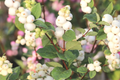 Snowberry Symphoricarpos Albus | 12-24" Tall Bare Root Plants | White Berries | Hardy Shrub for Wildlife | USDA Zones 3-7
