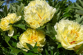 Peony Honey Gold | Bare Root | 2+ Eyes | Fragrant White & Gold Blooms | Perennial for Zones 3-8 | Stunning Mid-Spring Flowers