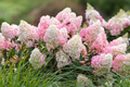 Strawberry Sundae Hydrangea | Live Plant | Bare Root | Stunning Pink & White Blooms | Zones 3-8 | Compact Flowering Shrub