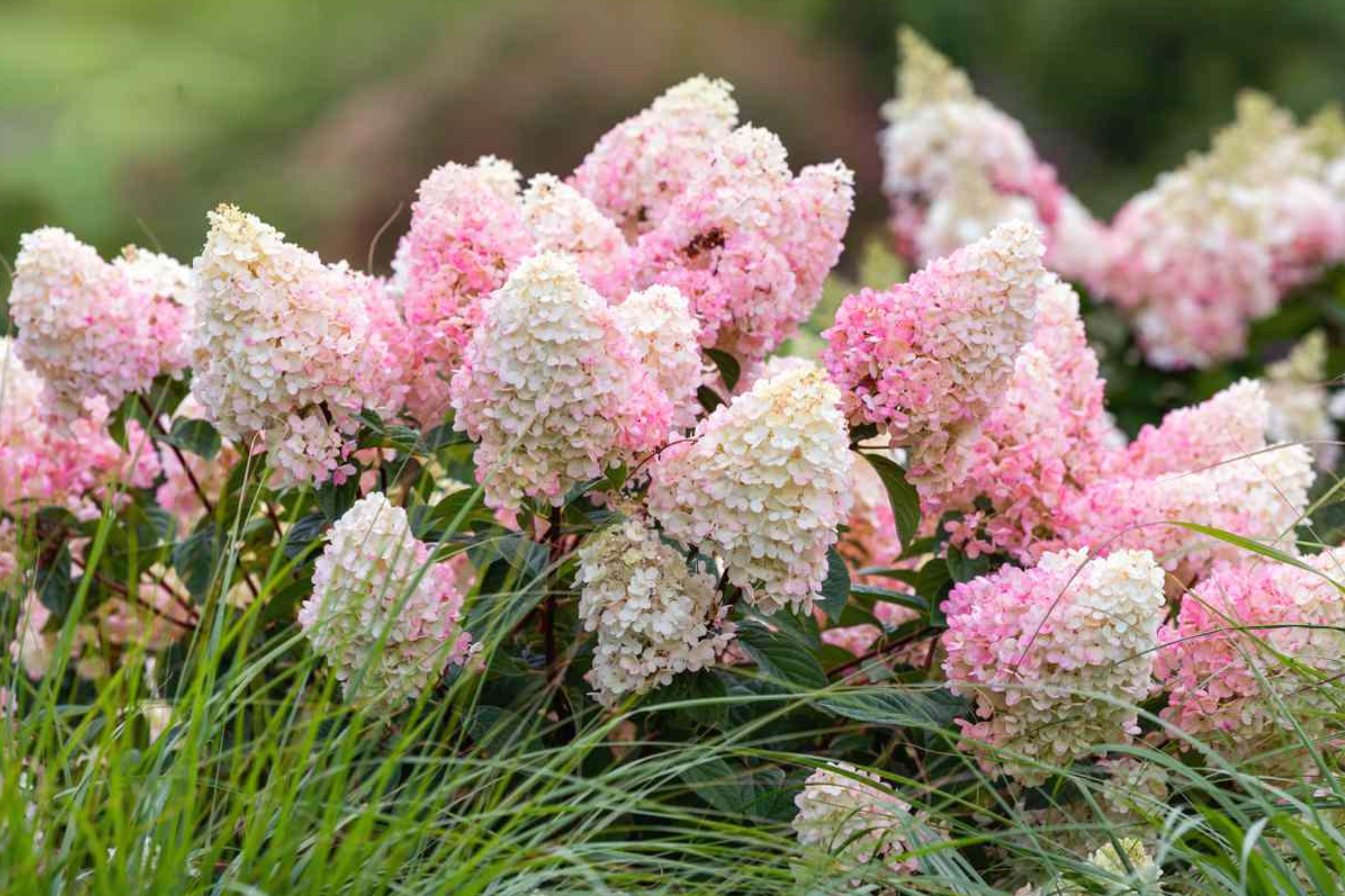 Strawberry Sundae Hydrangea | Live Plant | Bare Root | Stunning Pink & White Blooms | Zones 3-8 | Compact Flowering Shrub